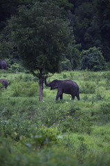 Fototapeta premium wild elephants live in deep forest at Kui Buri National Park, Thailand