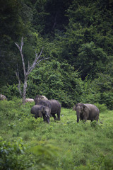 Naklejka premium wild elephants live in deep forest at Kui Buri National Park, Thailand