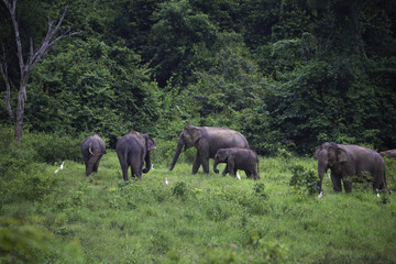 wild elephants live in deep forest at Kui Buri National Park, Thailand