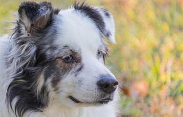 Blue Merle Australian Shepherd Dog