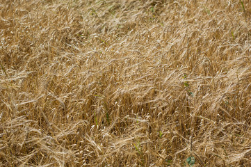 Mature yellow wheat ears in summer close-up.