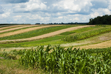 Fototapeta na wymiar Landscape with various fields and a blue sky.