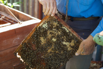 An elderly beekeeper examines the frames with bees near the hives.