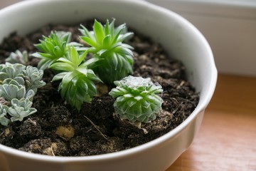 Succulents. Slovakia