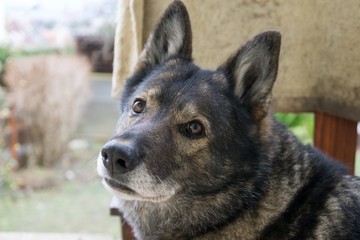 German Shepherd dog playing. Slovakia