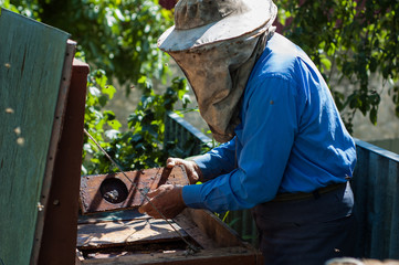 An elderly beekeeper examines the frames with bees near the hives.