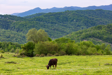 Fototapeta na wymiar A cow grazes on a green meadow against the backdrop of a forest on a slope. Rural spring pasture landscape in Sochi, Russia.