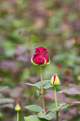 Detail of a ripe red Rose bud in a field of roses.