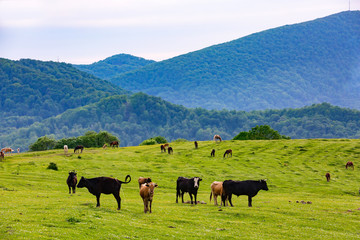 A cow grazes on a green meadow against the backdrop of a forest on a slope. Rural spring pasture landscape in Sochi, Russia.