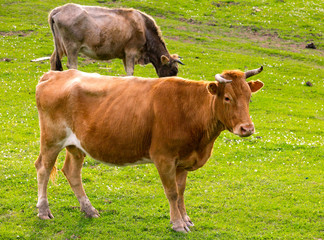 Naklejka na ściany i meble A graceful beautiful brown cow with horns grazes on a green meadow with other cows. Rural spring pasture landscape in Sochi, Russia.