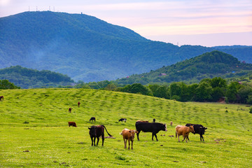 A cow grazes on a green meadow against the backdrop of a forest on a slope. Rural spring pasture landscape in Sochi, Russia.