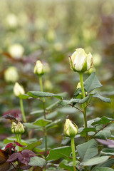 A field of white roses in bloom with one bud in focus.