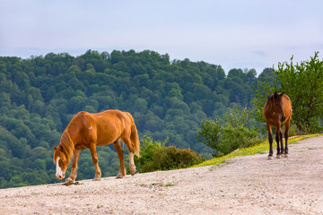 Two horses walk along a dirt road at the edge of a hill against a forest background in the summer. Rural spring pasture landscape in Sochi, Russia.