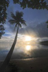 Palm on the Pacific beach of the Kosrae island   © robnaw