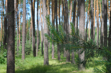 Green pine branch in the forest