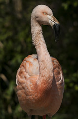 Flamingoes belong to the wading birds in the family Phoenicopteridae. There are 6 flamingo species, here you see the Greater Flamingo (Phoenicopterus roseus), which ich the most widespread flamingo