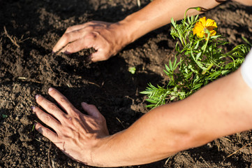 Hands of a man who works in the land above planting flowers.