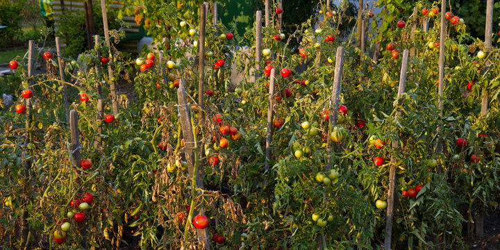 Tomatenstangen Images Browse 4 Stock Photos, Vectors, and Video