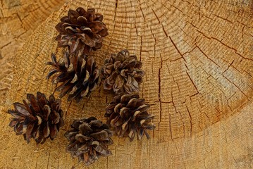 куча сухих коричневых шишек на старом пне с трещинами