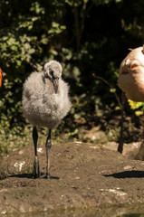 Flamingoes belong to the wading birds in the family Phoenicopteridae. There are 6 flamingo species, here you see the Greater Flamingo (Phoenicopterus roseus), which ich the most widespread flamingo