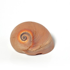 Sea spiral shell of brown color.