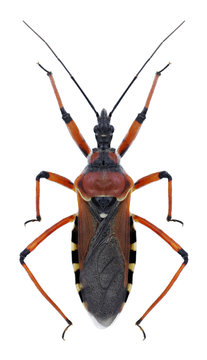 Bug Rhynocoris iracundus on a white background
