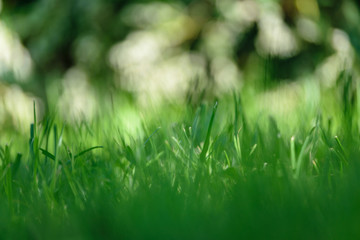 abstract lush of summer flowers and bents in evening sun