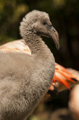 Flamingoes belong to the wading birds in the family Phoenicopteridae. There are 6 flamingo species, here you see the Greater Flamingo (Phoenicopterus roseus), which ich the most widespread flamingo
