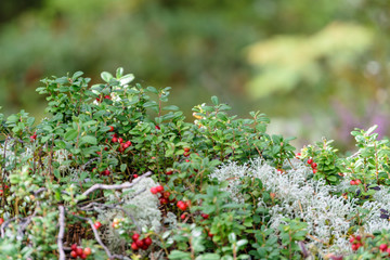Ripe red lingonberry, partridgeberry, or cowberry grows in pine forest.