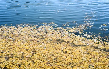 Water and Floating Biirch Leaves