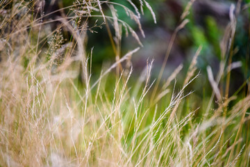 abstract lush of summer flowers and bents in evening sun