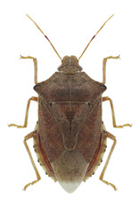 Bug Arma custos on a white background