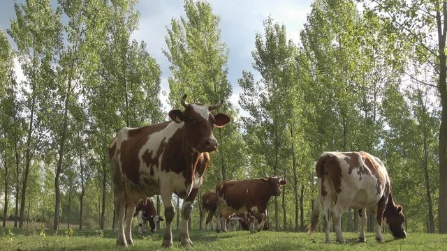 Catlle Cows Graze In The Meadow 