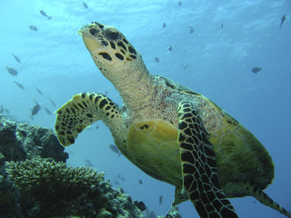 Obraz premium Green Sea Turtle