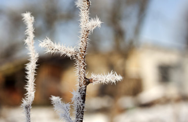 branch frozen