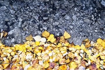 Yellow Birch Tree Leaves and Water