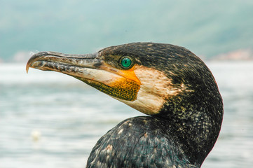 A cormorant from Lake Er Hai in the Dali area, Yunnan