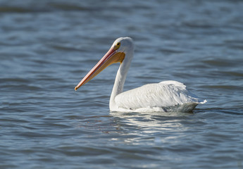 Fototapeta na wymiar American White Pelican (Pelecanus erythrorhynchos) swmming in Lake Chapala, Ajijic, Jalisco, Mexico