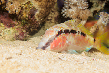 Red sea goatfish