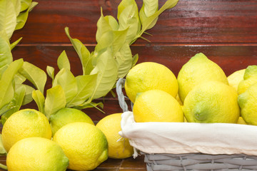 Una cesta con limones recien cosechados y hojas del arbol 