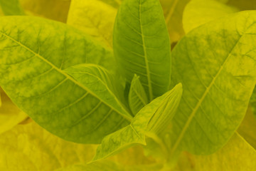 green leaves of an ornamental plant