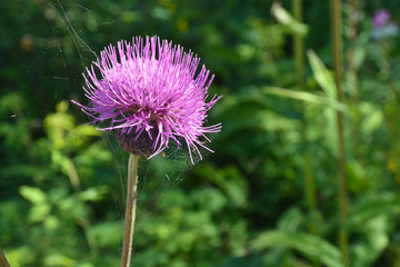 The Thistle flower.