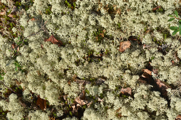 Background lichen.