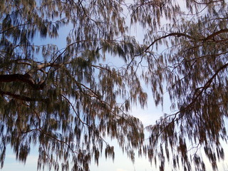 A bat colony suspended in a tree in outback Australia 
