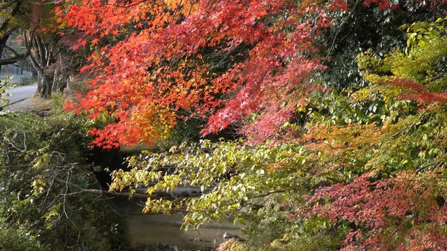 Beautiful fall color near Omi Jingu at Otsu, Shiga prefectures, Japan