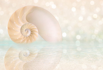 Nautilus shell cut