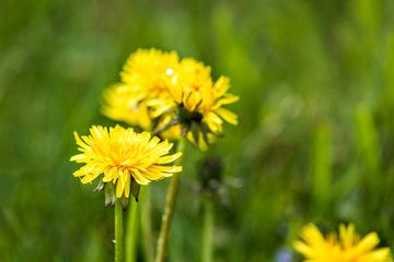 Macro closeup of yellow dandelion flowers in green grass background in Ile D'Orleans, Quebec, Canada