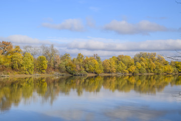 Autumn landscape. River and river bank with yellow trees. Willow and poplar on the river bank.