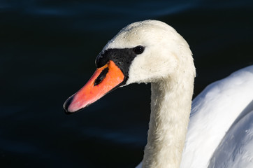 Head of a mute swan (Cygnus olor) with water drops on it. Portrait of a beautiful majestic bird.