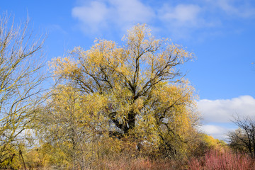 Yellow willow leaves. Willow tree in autumn.